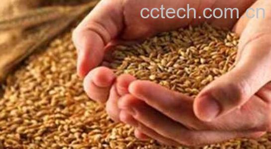 淮小麦的功效与作用-0