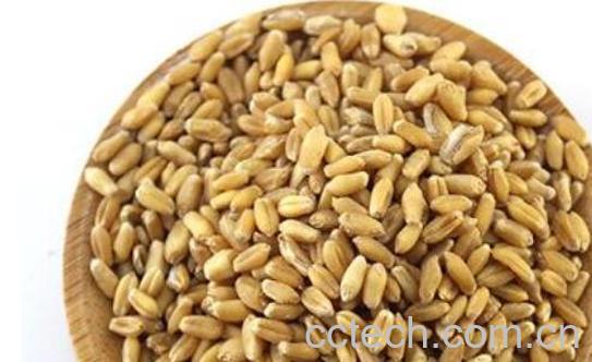 淮小麦的功效与作用-1