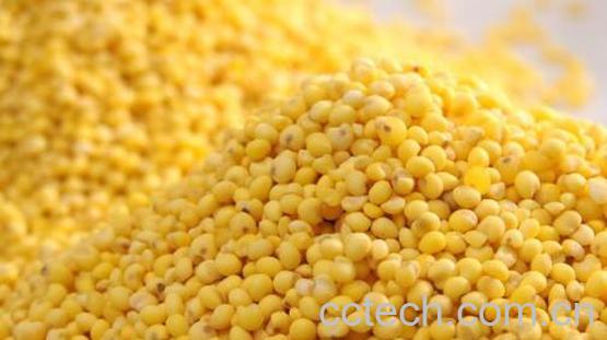 黍子米的功效与作用及食用方法-1