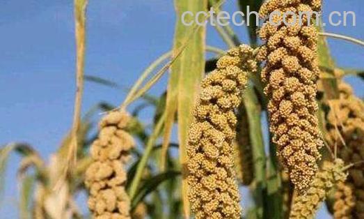 谷子和黍子的功效与作用-0