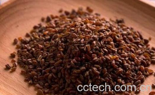 黑苦荞茶与黑苦荞米有啥区别-1