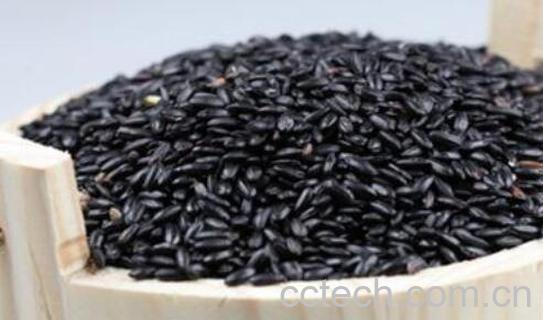 紫糯米和血糯米的区别 吃紫糯米的好处-0