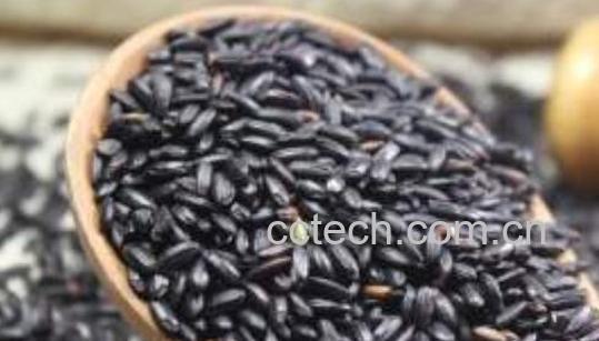 紫米和紫糯米的功效与作用-0