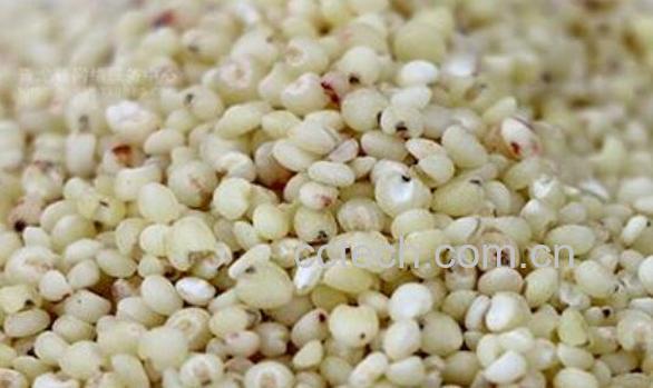 秫米与高粱米的区别 吃秫米的好处-0