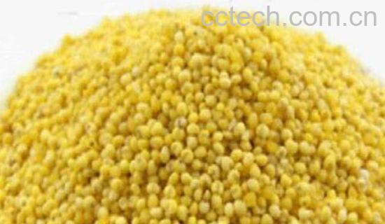 秫米与高粱米的区别 吃秫米的好处-1