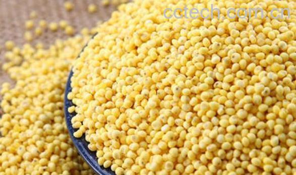 糜子和黄米的区别 吃黄米的好处-1