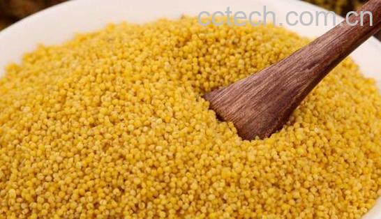 白小米和黄小米的区别-0