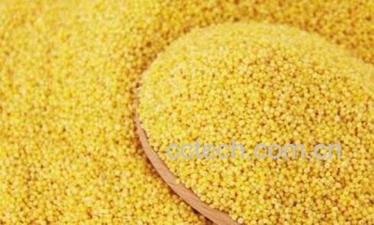 粟米和黍米的区别-0