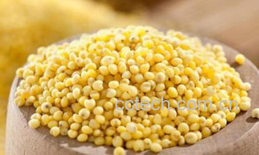 大黄米糯性和粳性的区别-1