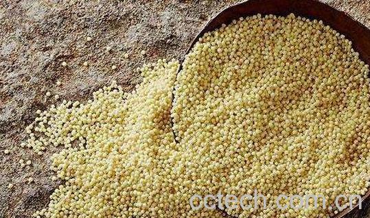 小米和糜子的区别-0