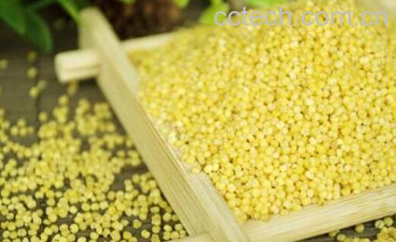 小米和糜子的区别-1