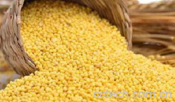 糜子和小米的区别 糜子的功效与作用-1