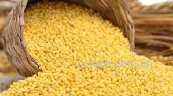 大黄米的功效与作用 吃大黄米的好处-1