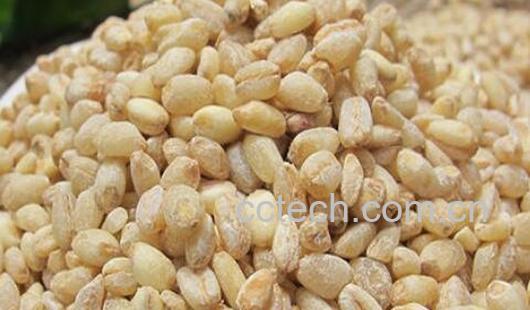 大麦米的功效与作用-1