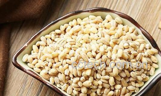大麦米的功效与作用-0