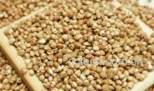 米荞与苦荞的区别 米荞 的食用功效-0