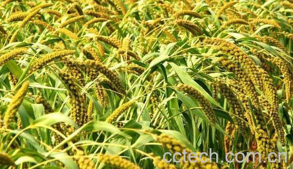 糜子米怎么吃 糜子米的食用方法-0