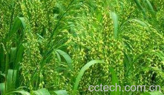 糜子米怎么吃 糜子米的食用方法-1