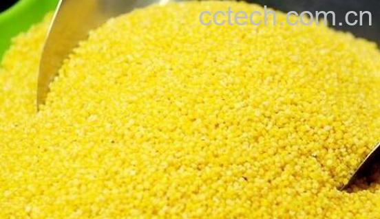 什么人不宜吃小黄米 小黄米什么人不能吃-0