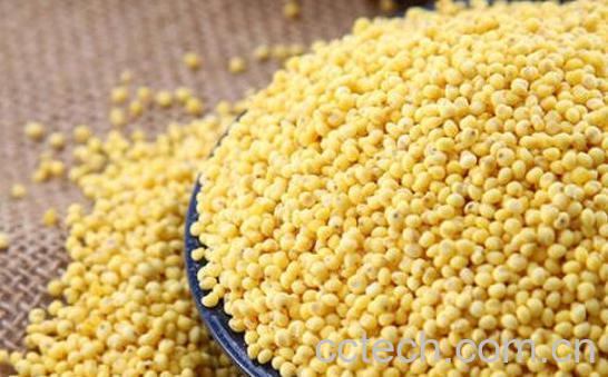 大黄米的功效与作用 大黄米的禁忌-0