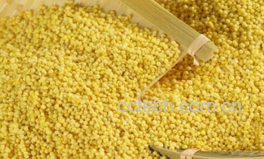 什么人不宜吃小黄米 小黄米什么人不能吃-1