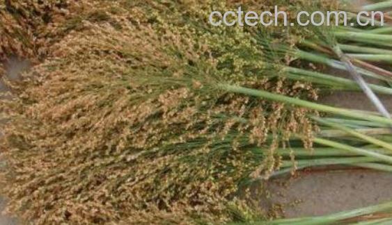 糜子和黍子的区别 糜子的食用功效-0