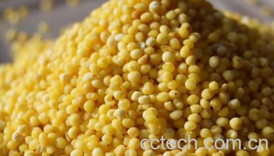 炒糜子的功效与作用-1