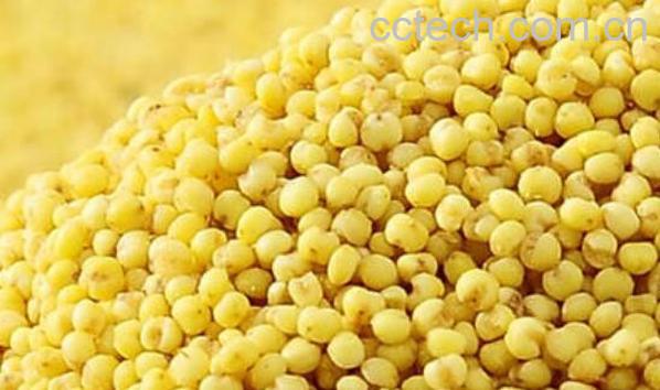 炒糜子的功效与作用-0