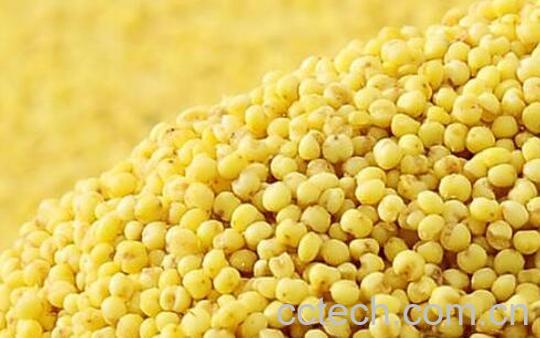 藜麦和糜子的区别-0