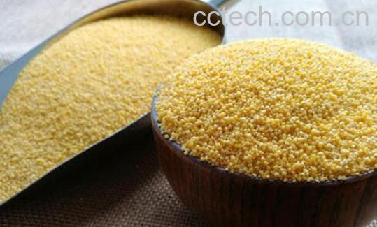 吃小米的禁忌 哪些人不适合吃小米-1