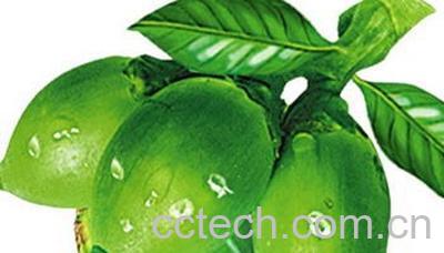 果蔬百科槟榔-0