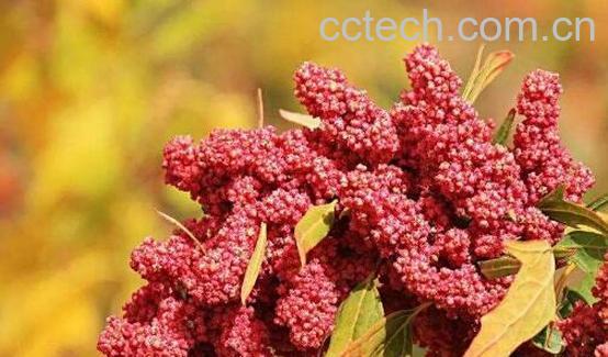 哪些人不适合吃藜麦 吃藜麦的好处-0