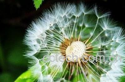 毛柄蒲公英功效，禁忌-0