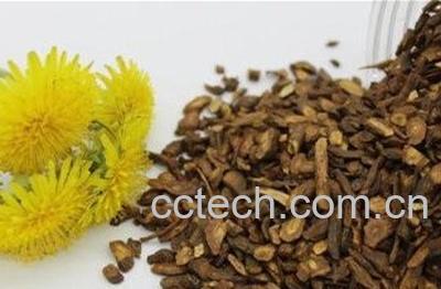  蒲公英根茶的炒制方法-1