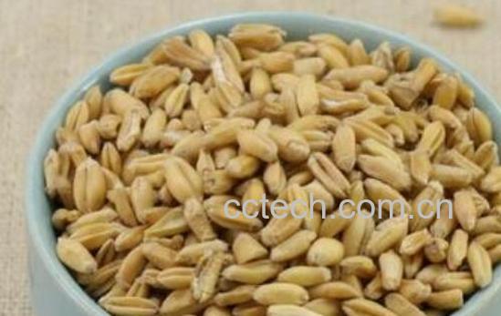 浮小麦和小麦的区别 怎样区分小麦和浮小麦-0