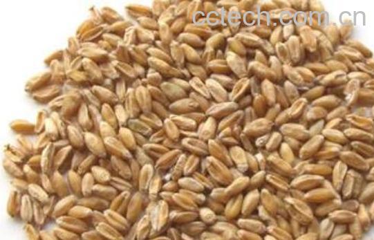 浮小麦和小麦的区别 怎样区分小麦和浮小麦-1