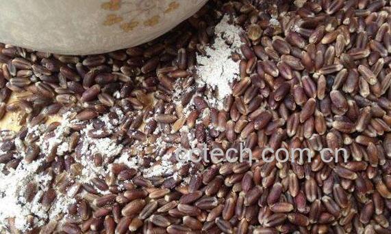 黑小麦的功效与禁忌-0