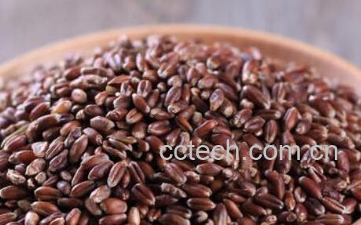 紫麦的功效与作用及禁忌-0