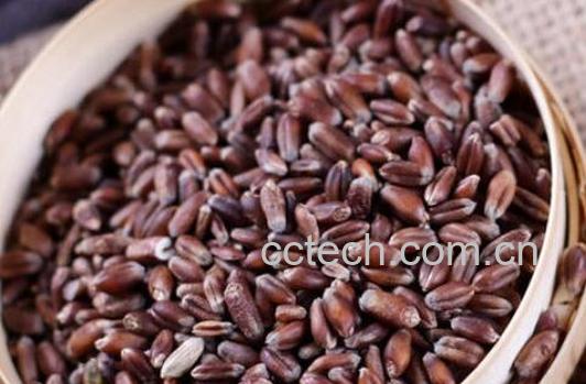 紫麦粉怎么吃 紫麦粉的食用方法-1