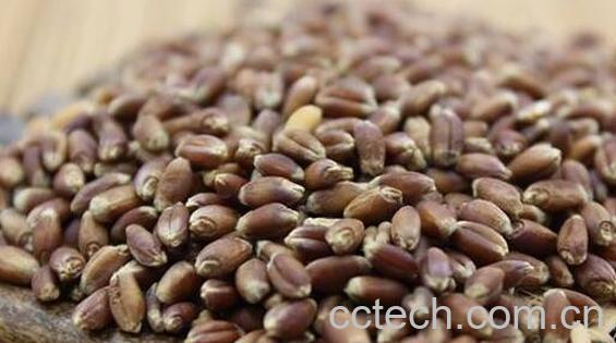 黑麦仁怎么煮粥 黑麦仁粥的做法教程-0