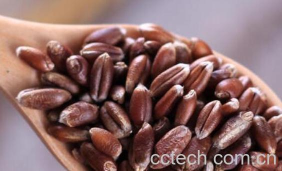 紫麦的功效与作用及禁忌-1