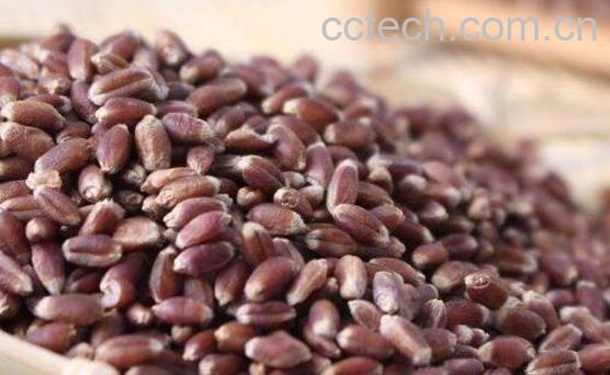 黑麦仁怎么煮粥 黑麦仁粥的做法教程-1