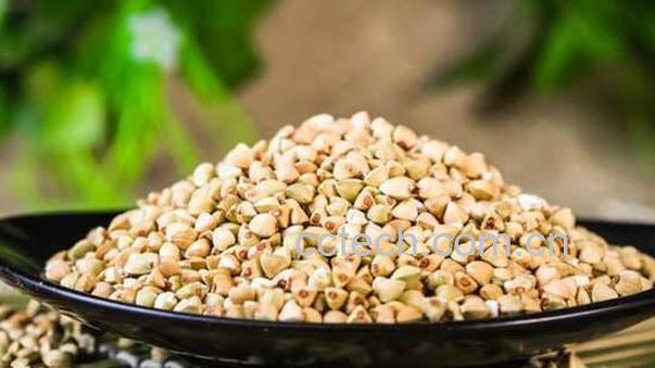 乌麦的功效与作用 吃乌麦的好处-0