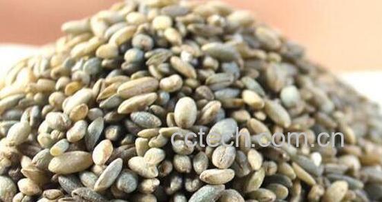 蓝青稞米如何吃 蓝青稞米做法-0