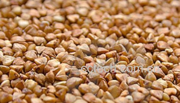 黑荞麦片的功效与作用-1