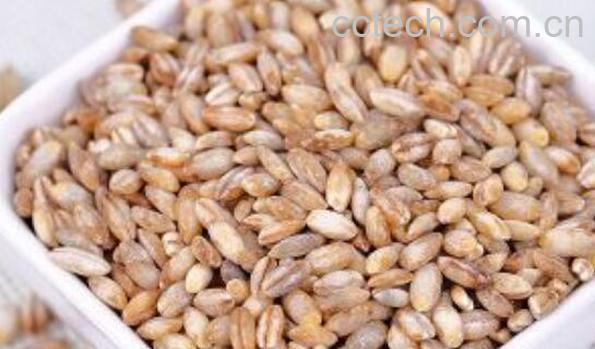 蓝青稞米的功效与作用-0