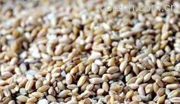 青稞米怎么做好吃 青稞米的好处-0