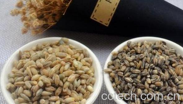 蓝青稞米的功效与作用-1