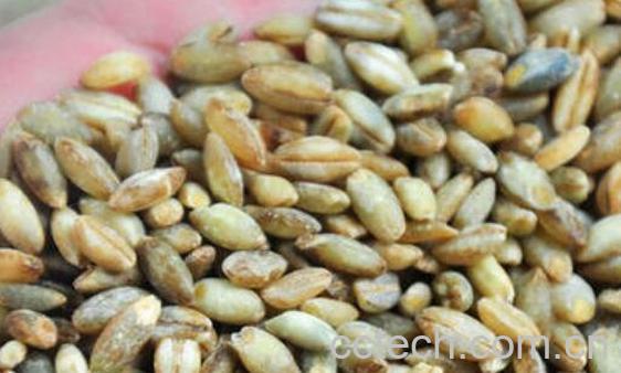 青稞粥怎么熬 青稞粥的做法大全-1