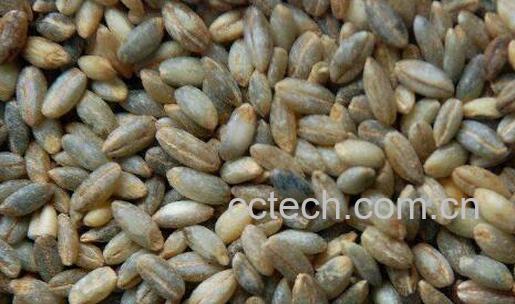 青稞粥怎么熬 青稞粥的做法大全-0